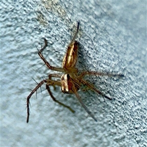 Oxyopes (genus) at Braddon, ACT - 31 Oct 2025 by Hejor1