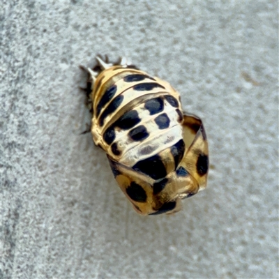 Coccinellidae (family) (Unidentified lady beetle) at Braddon, ACT - 31 Oct 2025 by Hejor1
