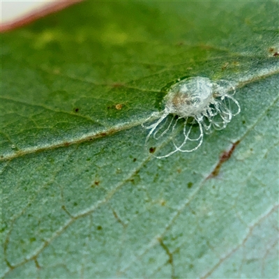 Glycaspis sp. (genus) (Unidentified sugary lerp) at Braddon, ACT - 31 Oct 2025 by Hejor1
