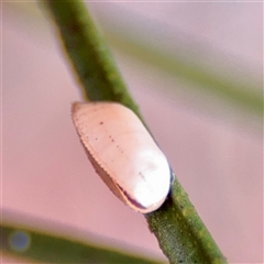 Blattidae sp. (family) (Unidentified blattid cockroach) at Braddon, ACT - 31 Oct 2025 by Hejor1