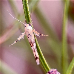 Stathmopoda melanochra (An Oecophorid moth (Eriococcus caterpillar)) at Braddon, ACT - 31 Oct 2025 by Hejor1