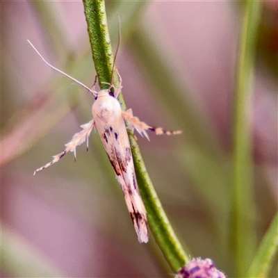 Stathmopoda melanochra (An Oecophorid moth (Eriococcus caterpillar)) at Braddon, ACT - 31 Oct 2025 by Hejor1