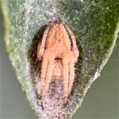 Araneus hamiltoni at Braddon, ACT - 31 Oct 2025 by Hejor1