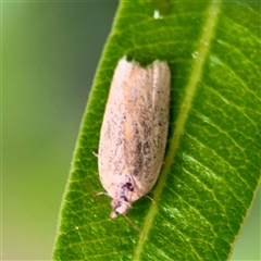 Merophyas (genus) at Braddon, ACT - 31 Oct 2025 by Hejor1