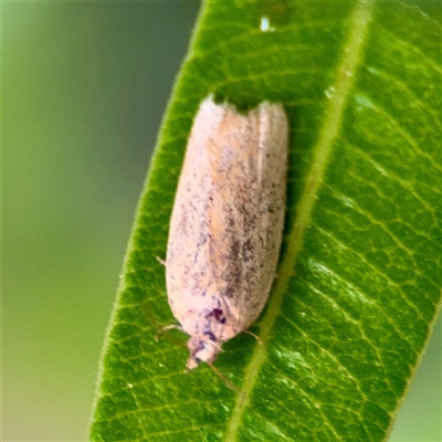 Merophyas (genus) at Braddon, ACT - 31 Oct 2025 by Hejor1