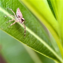 Helpis minitabunda at Braddon, ACT - 31 Oct 2025 by Hejor1