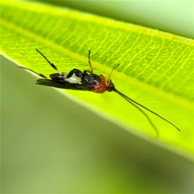 Braconidae (family) (Unidentified braconid wasp) at Braddon, ACT - 31 Oct 2025 by Hejor1