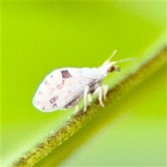 Heteroconis ornata (a dusty lacewing) at Braddon, ACT - 31 Oct 2025 by Hejor1