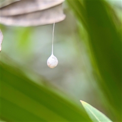 Tamopsis sp. (genus) (Two-tailed spider) at Braddon, ACT - 31 Oct 2025 by Hejor1