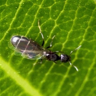 Formicidae (family) (Unidentified ant) at Braddon, ACT - 31 Oct 2025 by Hejor1