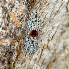 Stenocotini (tribe) at Braddon, ACT - 31 Oct 2025 by Hejor1