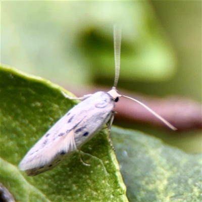 Oecophoridae (family) at Braddon, ACT - 31 Oct 2025 by Hejor1