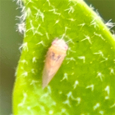 Cicadellidae (family) at Braddon, ACT - 31 Oct 2025 by Hejor1