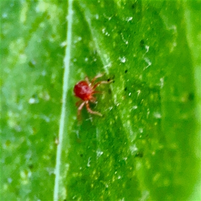 Bdellidae sp. (family) at Braddon, ACT - 31 Oct 2025 by Hejor1