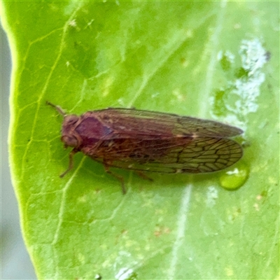 Cixiidae sp. (family) (Cixiid planthopper) at Braddon, ACT - 31 Oct 2025 by Hejor1