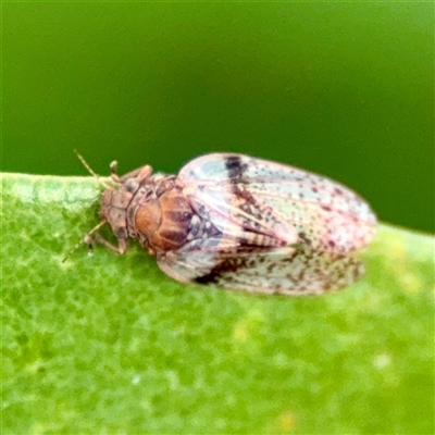 Creiis lituratus (Psyllid Bug) at Braddon, ACT - 31 Oct 2025 by Hejor1