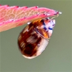Peltoschema sp. (genus) (Leaf beetle) at Braddon, ACT - 31 Oct 2025 by Hejor1