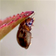 Peltoschema sp. (genus) at Braddon, ACT - 31 Oct 2025 04:31 PM