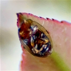 Peltoschema sp. (genus) at Braddon, ACT - 31 Oct 2025 04:31 PM