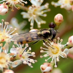 Melangyna viridiceps (Hover fly) at Braddon, ACT - 31 Oct 2025 by Hejor1