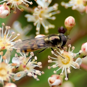 Melangyna viridiceps (Hover fly) at Braddon, ACT - 31 Oct 2025 by Hejor1