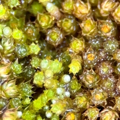 Gemmabryum pachytheca at Braddon, ACT - 31 Oct 2025 by Hejor1