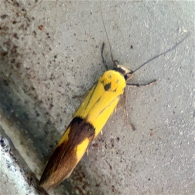 Stathmopoda crocophanes (Yellow Stathmopoda Moth) at Braddon, ACT - 31 Oct 2025 by Hejor1