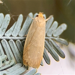 Philobota (genus) at Braddon, ACT - 31 Oct 2025 by Hejor1