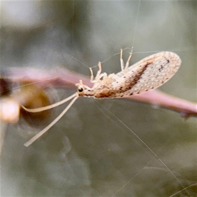 Micromus tasmaniae (Tasmanian Brown Lacewing) at Braddon, ACT - 31 Oct 2025 by Hejor1
