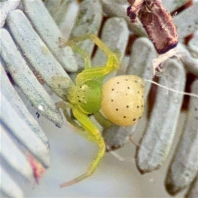 Australomimetus sp. (genus) at Braddon, ACT - 31 Oct 2025 by Hejor1