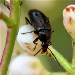 Homotrysis lugubris (Darkling beetle) at Braddon, ACT - 31 Oct 2025 by Hejor1