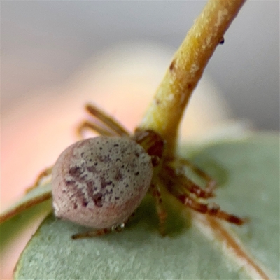 Australomimetus sp. (genus) at Braddon, ACT - 31 Oct 2025 by Hejor1