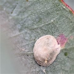 Creiis sp. (genus) (Horn lerp) at Braddon, ACT - 31 Oct 2025 by Hejor1