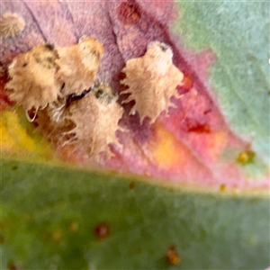 Spondyliaspis plicatuloides at Braddon, ACT - 31 Oct 2025 by Hejor1