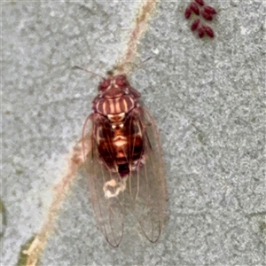 Psyllidae sp. (family) at Braddon, ACT - 31 Oct 2025 by Hejor1
