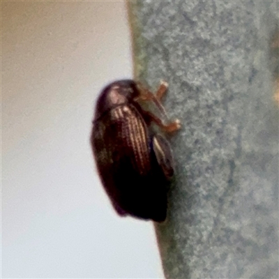 Alticini (tribe) (Unidentified flea beetle) at Braddon, ACT - 31 Oct 2025 by Hejor1