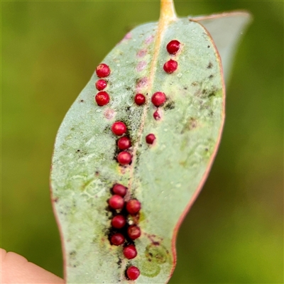 Ophelimus maskellii at Braddon, ACT - 31 Oct 2025 by Hejor1