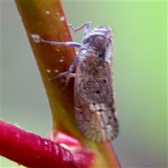 Cixiidae sp. (family) at Braddon, ACT - 31 Oct 2025 by Hejor1