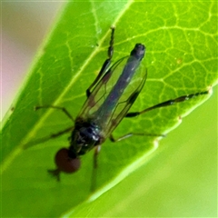 Dilophus sp. (genus) (A march fly) at Braddon, ACT - 31 Oct 2025 by Hejor1