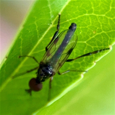 Dilophus sp. (genus) (A march fly) at Braddon, ACT - 31 Oct 2025 by Hejor1