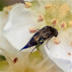 Mordella sp. (genus) (Pintail or tumbling flower beetle) at Braddon, ACT - 31 Oct 2025 by Hejor1