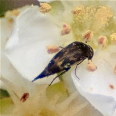 Mordella sp. (genus) (Pintail or tumbling flower beetle) at Braddon, ACT - 31 Oct 2025 by Hejor1