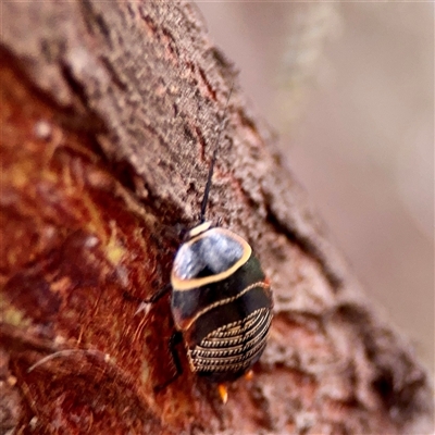 Ellipsidion australe (Austral Ellipsidion cockroach) at Braddon, ACT - 31 Oct 2025 by Hejor1