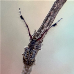 Pentacosmia scoparia (A longhorn beetle) at Braddon, ACT - 31 Oct 2025 by Hejor1