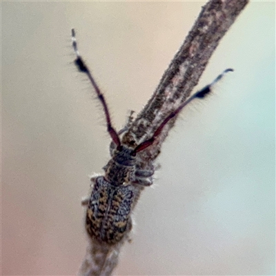 Pentacosmia scoparia (A longhorn beetle) at Braddon, ACT - 31 Oct 2025 by Hejor1