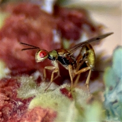Megastigmus sp. (genus) (Parasitic wasp) at Braddon, ACT - 31 Oct 2025 by Hejor1