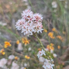 Calytrix tetragona (Common Fringe-myrtle) at Bungendore, NSW - 31 Oct 2025 by clarehoneydove