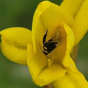 Glyphipterix chrysoplanetis (A Sedge Moth) at Gurrundah, NSW - 31 Oct 2025 by clarehoneydove