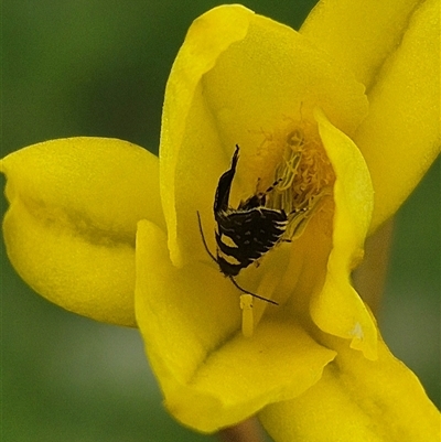 Glyphipterix chrysoplanetis (A Sedge Moth) at Gurrundah, NSW - 31 Oct 2025 by clarehoneydove