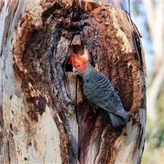 Callocephalon fimbriatum (Gang-gang Cockatoo) at Hughes, ACT - 31 Oct 2025 by LisaH